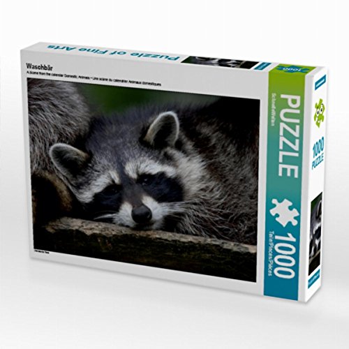 CALVENDO Puzzle Waschbär 1000 Teile Lege-Größe 64 x 48 cm Foto-Puzzle Bild von SchnelleWelten von CALVENDO