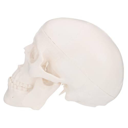 1Stk Schädel the skulls totenhosen Zahnmedizinisches Modell totenköpfe dekoring cadfi dekoäste deko ast decor Skelettkopfschmuck Halloween-Skelettkopf Plastik Weiß CANIGHT von CANIGHT