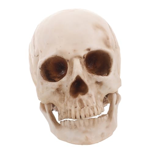 CANIGHT 1 Menschliches Schädelmodell Aus Resin Anatomisches Lehrmodell Für Medizinische Zwecke Halloween Dekoration Realistische Nachbildung Eines Menschlichen Schädels von CANIGHT