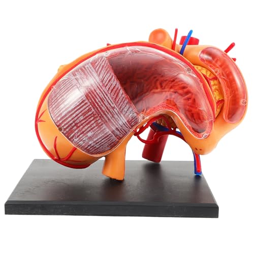 CANIGHT 1 Stück Anatomisches Magenmodell Medizinisches Anatomiemodell Für Den Schulunterricht Anatomie Für Kinder Lehrmittel Zur Demonstration Menschlicher Anatomie von CANIGHT