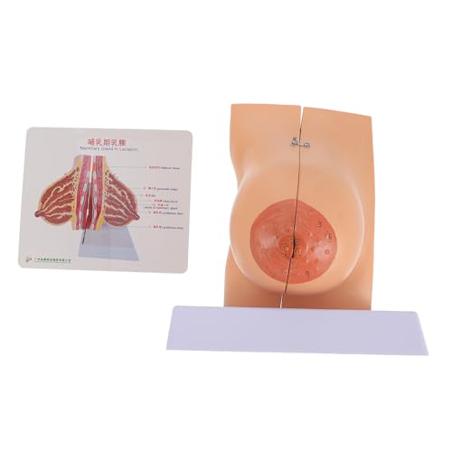 CANIGHT 1stk Modell Der Brustanatomie Stillen Simulation Menschliches Organ Produkte Anatomiemodell Anatomie Körpermodell Gefälscht Brustform Stillzeit Menschliches Brustmodell Wärmer Pvc von CANIGHT