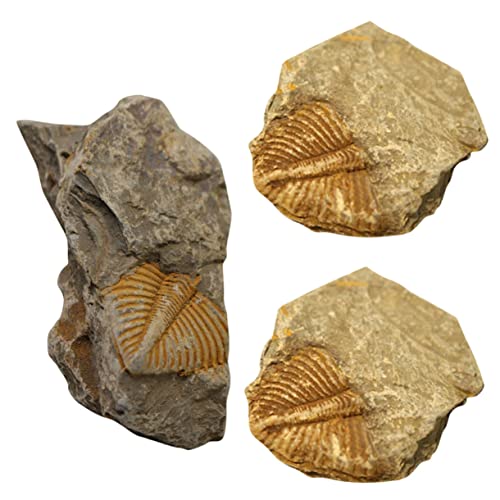 CANIGHT 3St Trilobiten- Trilobitenstein Prähistorische Fossilien Dekorative Fossilien Trilobiten-Schwanzfossilien Trilobiten- Lehrexemplar Schüler unterrichten für Kinder von CANIGHT