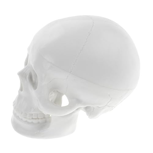 CANIGHT Mini Schädel Modell Für Halloween Anatomisches Lehr Schädel Dekorationsornament Gruselige Deko Für Kreative Halloween Feiern Und Lehrzwecke von CANIGHT