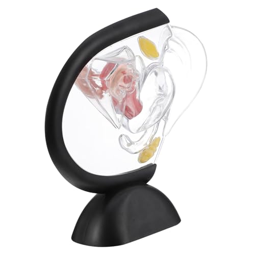 CANIGHT Transparentes Uterus-Modell menschliches Organmodell sichtbares Uterusmodell Gebärmuttermodell Transparentes Uterusmodell werkzeug Modell der weiblichen Fortpflanzungsorgane PVC von CANIGHT