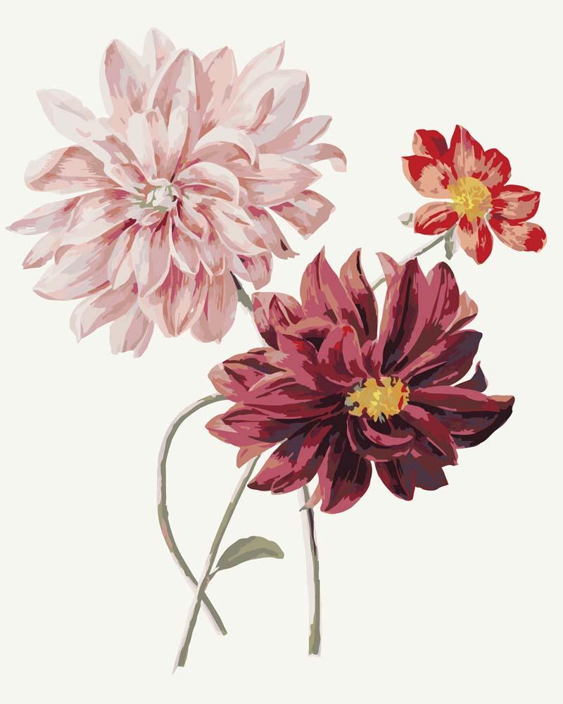 Malen nach Zahlen - Dahlias by Willem Hekking, mit Rahmen von CC0