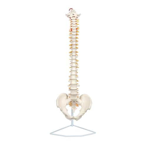 Menschliches Skelettmodell, 86,4 cm, lebensgroßes Wirbelsäulenmodell mit Nervenwirbel, männliches Becken, Skelett, Anatomie für Wissenschaftsunterricht Menschliches Skelettmodell, 86,4 cm, lebensgroßes Wirbelsäulenmodell mit Nervenwirbel, männliches Becken, Skelett, Anatomie für Wissenschaftsunterricht von CHENHOJU