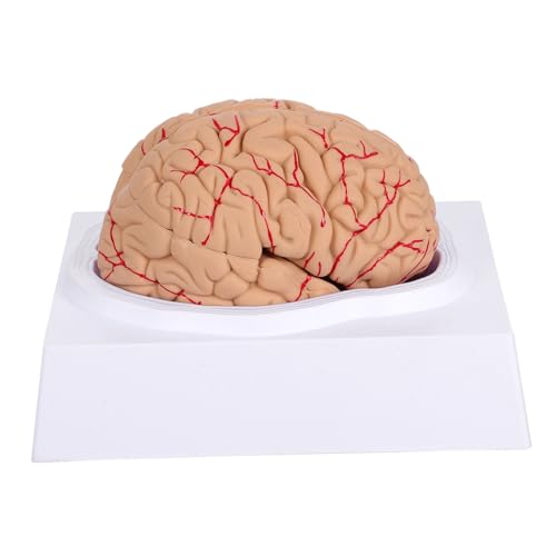 CHILDWEET 1 Stk Gehirnmodell für menschliche Anatomie Miniatur Studie Neurowissenschaften Körper Herz Organe Wissenschaftsmodell Mann-Gehirn-Modell anatomisches Modell PVC Rosa von CHILDWEET