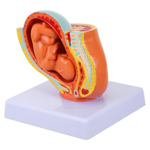 CHILDWEET 1Stk Embryomodell Modell der menschlichen Anatomie Gerät Gebärmutter- schaufensterpuppe weiblich Schwangerschaftsmodell weibliches Uterus-Embryo-Modell Uterus-Fötus-Modell PVC von CHILDWEET