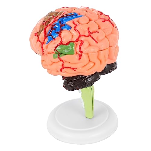 CHILDWEET 1Stk Experimentelle Lehrmedizin Organe Wissenschaft Puzzle menschliches Schädelmodell für die Anatomie Herz schulsachen schulzeug Anatomie Gehirnmodell abnehmbares Gehirnmodell PVC von CHILDWEET