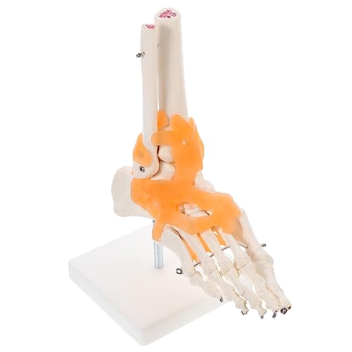 CHILDWEET 1Stk Mannequin anatomisches menschliches Skelett anatomisches Modell Fußgelenkmodell Skelettmodell Fuß werkzeug medizinische Lehrmittel wissenschaftliches Lehrmittel PVC von CHILDWEET