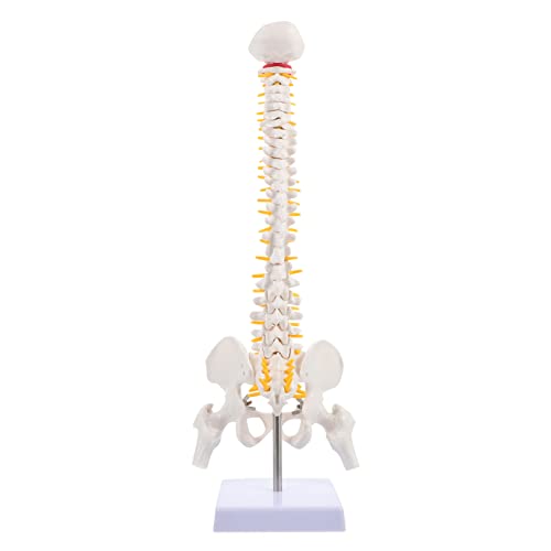 CHILDWEET 1Stk Modell der menschlichen Wirbelsäule molekular Wirbelsäulenmodell üben Skelett human body anatomy model rückenhalter Wirbelsäulenmodell mit Wirbelsäulenmodell für Arzt PVC von CHILDWEET