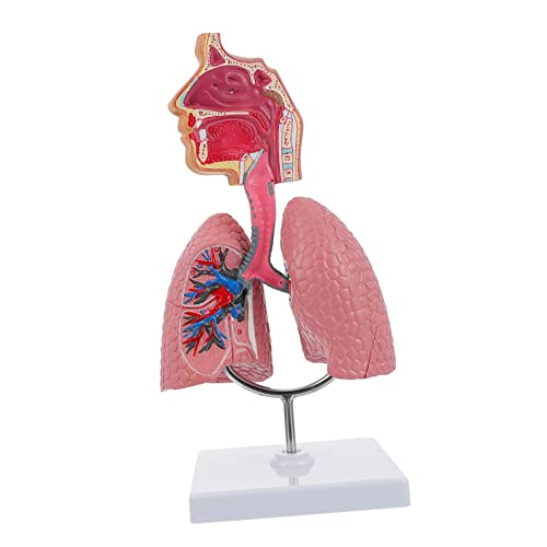 CHILDWEET 1Stk Modell des Atmungssystems Atem-Lungen-Lehrmodell Lungenmodell im Labor anatomical model Atemsystem Modell Lungenmodell für den Unterricht Lungenmodell der Schule PVC von CHILDWEET