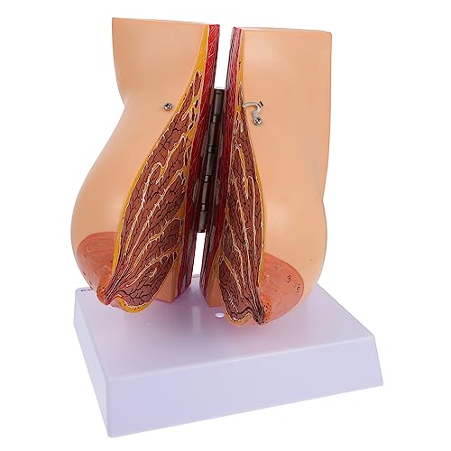 CHILDWEET 1stk Modell Der Brustanatomie Wärmer Menschliches Brustmodell Anatomiemodell Produkte Platte Gefälscht Simulation Menschliches Organ Anatomie Körpermodell Brustform Stillen Pvc von CHILDWEET