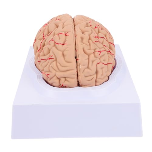 CHILDWEET 1stk Neuronales Lehrmodell Augenmodell Gehirn Anatomiemodell Modelle Skelettmodell Skelett in Voller Größe Anatomie Des Herzmodells Menschlicher Schädel Modell Der Herzanatomie Pvc von CHILDWEET