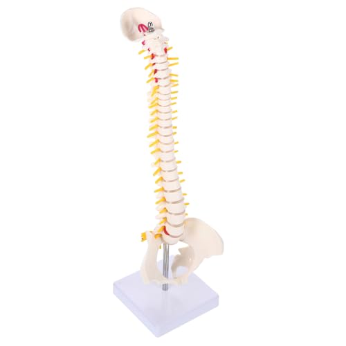 CHILDWEET 1stk Wirbelsäulenmodell Lendenwirbel Knochen Wirbelsäule Spinalnervenmodell Skelettanatomie Anatomiemodell Des Menschlichen Skeletts Modell Der Bandscheibe Gehirnmodell Weiß Pvc von CHILDWEET