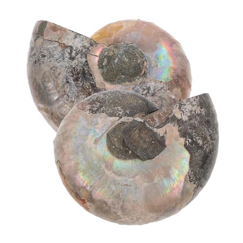 CHILDWEET 2st Fossile Muschel Lehrammonitenexemplar Modelle Ornament Lustige Ammonitenmodelle Modelle Zum Spaß Modelle Zur Sammlung Ammoniten-modelle Dark Brown Natürliches Muschelfossil von CHILDWEET