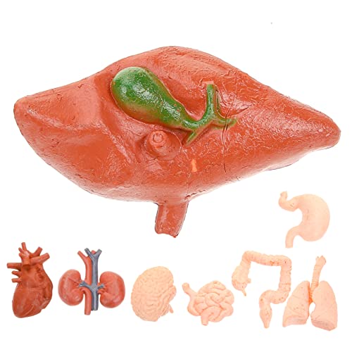 CHILDWEET 8 stücke Menschliches Organ Anatomisches Modell Puppe Set Realistische Orgel Schaufensterpuppe für Lehre Requisiten von CHILDWEET