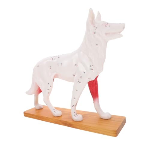 CHILDWEET Akupunkturpunktmodell Für Hunde Plüsch Hund Hundeanatomiemodell Haustier 4d-anatomiemodell Für Hunde Hundemodelle Realistischer Hund Modell Anatomie Tierakupunkturpunktmodell Pvc von CHILDWEET