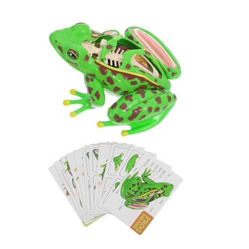 CHILDWEET Frosch-modell Frosch-lernmodell Frosch-schmuckstücke 3d-puzzle-frosch Anatomie-lernwerkzeug Frosch 3d-modell Frosch-statue Frosch Froschskelettmodell Plastik Green von CHILDWEET