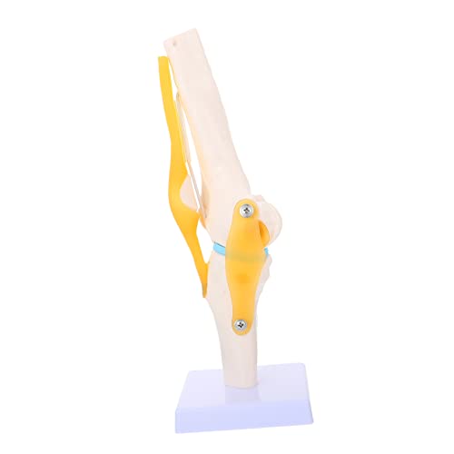 CHILDWEET Anatomisches Modell Simulation Des Menschlichen Kniegelenks Aus Hochfestem Pvc-kunststoff von CHILDWEET