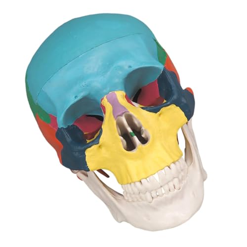 CHILDWEET Knochenschädel the skulls totenschädel anatomy totenhosen totenköpfe menschliche Anatomie menschlicher Schädel abnehmbares Schädelmodell abnehmbares menschliches Schädelmodell PVC von CHILDWEET