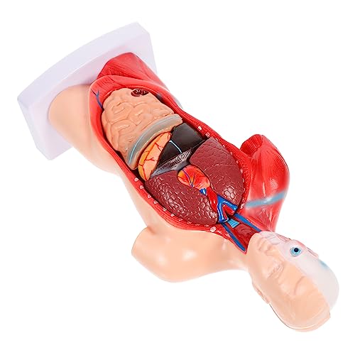 CHILDWEET Modell Anatomie Menschliches Organ Modell 15 Abnehmbare Teile Rumpf Anatomie Und von CHILDWEET