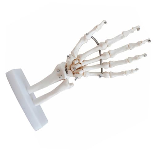 CHILDWEET handgelenk modell Gelenkmodell mit Sockel Becken Kappen Bausatz Hand joint model Hand skeleton model werkzeug Lehrmittel für Ärzte wissenschaftliches Lehrmittel PVC Weiß von CHILDWEET