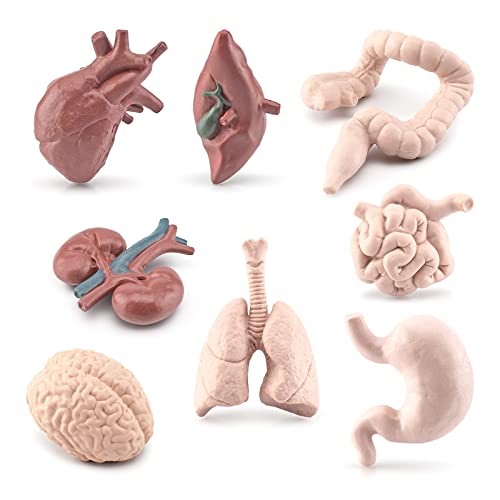 CHIZISX Menschlicher Torso Körper Orgel Miniatur Anatomie Organe Modell Bildung Spielzeug Kiddie Junge Mädchen Sammlung Figuren 8PCS von CHIZISX