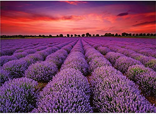 Puzzles 1000 Teile für Erwachsene Provence Lavendelfeld 1000 Teile Puzzle Lavendel Blumen Puzzles Frankreich Landschaft Puzzle 1000 Teile Lila Blumen View Puzzle für Erwachsene Teens von CHengQiSM