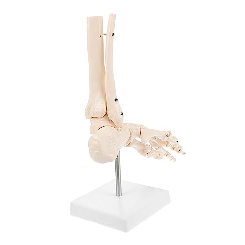 CIYODO 1 Stk Fuß Anatomie Pvc-fußknochenmodell Sprunggelenk Modell Menschliches Fußmodell Menschliches Skelettmodell Menschliches Anatomisches Modell Pvc-fußgelenkmodell von CIYODO