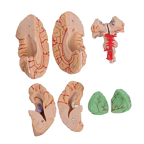 CIYODO 1 Stk Gehirnmodell Wissenschaftsmodell anatomischer Gehirnmodus menschliches Gehirn Modell der Gehirnanatomie medizinisch Puppe anatomisches Modell Mann-Gehirn-Modell PVC Rosa von CIYODO