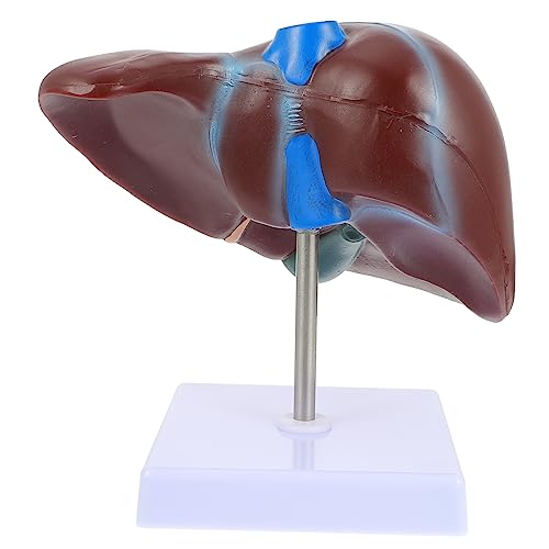 CIYODO 1Stk Anatomisches Modell der Leber Lebermodell Anatomisches Modell des menschlichen Körpers menschliche Leber Modell der Niere Anatomisches Modell der menschlichen Leber PVC von CIYODO