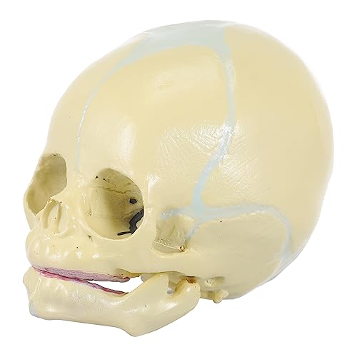 CIYODO 1Stk Schädel Anatomiemodell des Skeletts anatomischer Kopfknochen Männchen Körper Mann schulsachen schulzeug sehhilfe Kopfknochenmodell des Kindes Kunstkopie prop PVC Beige von CIYODO