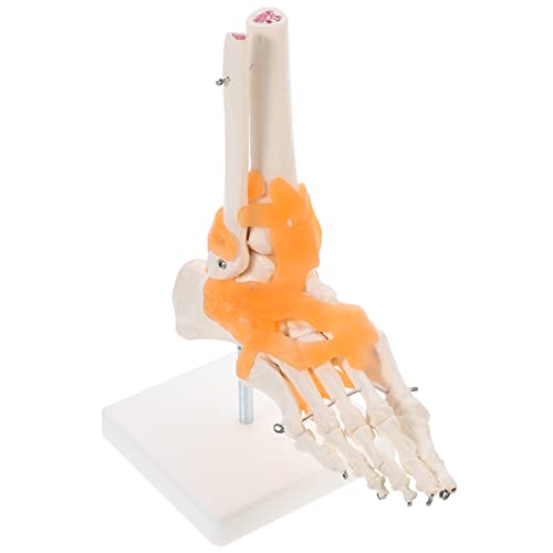 CIYODO 1stk Mannequin Wissenschaftliches Skelettmodell Menschlicher Skelettfuß Anatomie Modell Füße Menschliches Fußgelenkmodell Menschliches Skelettmodell Modell Der Fußanatomie Pvc von CIYODO