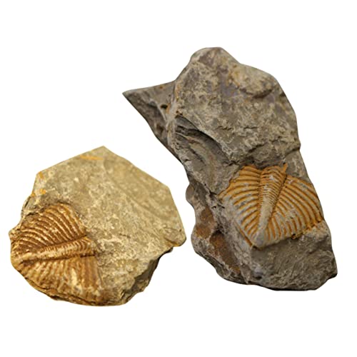 CIYODO 2St Trilobiten- Lernspielzeug Paläontologisches Modell Trilobiten-Modell Trilobiten-Schwanzfelsen Trilobiten-Exemplar fossilien paläontologie decor Probe Simulationsmodell von CIYODO