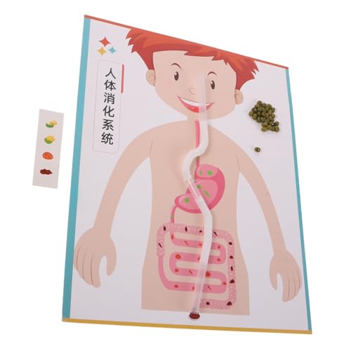 CIYODO 4 Sätze Teiliges DIY Modell Interaktives Menschliches Verdauungsmodell für Pädagogisches Wissenschaftsexperiment für Frühe Stem-Bildung Bastelmaterial für Kreatives Lernen und CIYODO 4 Sätze Teiliges DIY Modell Interaktives Menschliches Verdauungsmodell für Pädagogisches Wissenschaftsexperiment für Frühe Stem-Bildung Bastelmaterial für Kreatives Lernen und von CIYODO