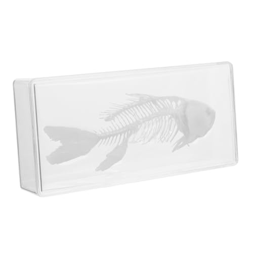 CIYODO Exemplar eines Fischskeletts künstliche Fischmodelle Meerestiere Figur Meereslebewesen-Modell Showcase schaukästen verkleidung Decor Fischgrätenmodell Fischgrätenverzierung Plastik von CIYODO