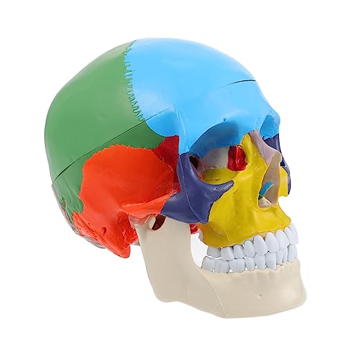 CIYODO Schädelmodell explodierter Schädel Schädel-Wissenschaftsmodell Totenkopfstatue Mann the skulls totenschädel Schädel Kopf medizinisches Modell gefälschtes Schädelkopfmodell PVC von CIYODO