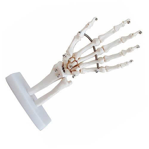 CIYODO handgelenk modell Ärzte anatomisches Modell flexibles Handskelett Hand joint model Hand skeleton model werkzeug Handskelett mit Gelenkmodell Anatomisches Modell des Handskeletts von CIYODO