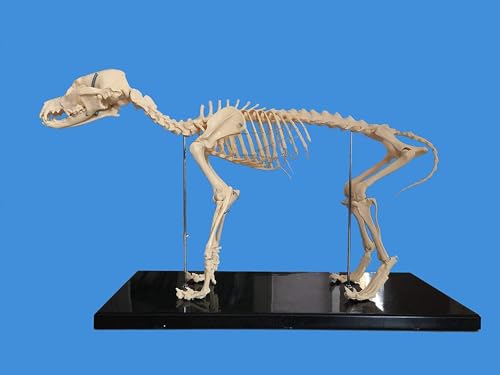 CLCulture Anatomiemodell, Skelettmodell, Hundeskelett, Bildungsmodell, medizinisches anatomisches Hundehund-Hunde-Display-Labor, Unterrichten von Veterinärtieren von CLCulture