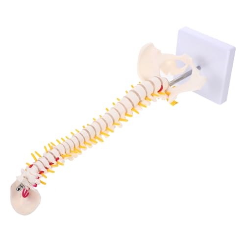 CLISPEED 1stück Wirbelsäulenmodell Mit Becken Anatomisches Modell Für Ausbildung Und Patientenaufklärung Robustes Design Für Kliniken Und Schulen CLISPEED 1stück Wirbelsäulenmodell Mit Becken Anatomisches Modell Für Ausbildung Und Patientenaufklärung Robustes Design Für Kliniken Und Schulen von CLISPEED