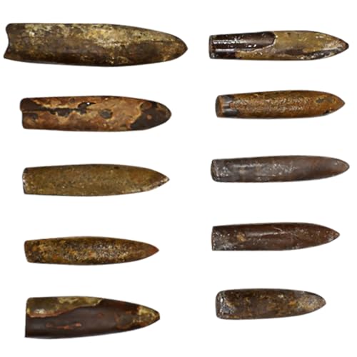 CLISPEED 10 Stück Teiliges Natürliche Schmuck Dekoration Einzigartiges Schreibtisch Ornament Pädagogisches Anschauungsmaterial für Schulanfänger und Sammler Originelle Geschenkidee CLISPEED 10 Stück Teiliges Natürliche Schmuck Dekoration Einzigartiges Schreibtisch Ornament Pädagogisches Anschauungsmaterial für Schulanfänger und Sammler Originelle Geschenkidee von CLISPEED