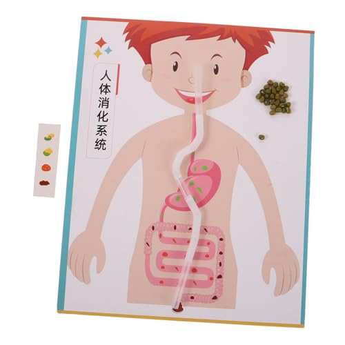 CORHAD 4 Sätze DIY Digestive System Model Toy für Interaktives Lernspielzeug zur -erforschung Kreatives Bastelset für Frühkindliche Stem-Bildung und Wissenschaftsexperimente CORHAD 4 Sätze DIY Digestive System Model Toy für Interaktives Lernspielzeug zur -erforschung Kreatives Bastelset für Frühkindliche Stem-Bildung und Wissenschaftsexperimente von CORHAD