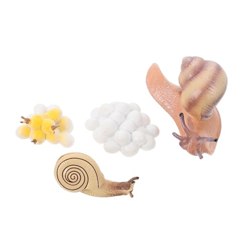 CORHAD Simuliertes Schnecken wachstumszyklus Modell Pädagogisches Lebensechte Entwicklung Langlebiges Kunststoff Naturerfahrung und Frühe Bildung Ab Jahren CORHAD Simuliertes Schnecken wachstumszyklus Modell Pädagogisches Lebensechte Entwicklung Langlebiges Kunststoff Naturerfahrung und Frühe Bildung Ab Jahren von CORHAD