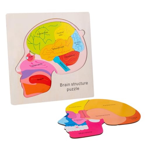 1 Satz Gehirnstruktur-Puzzle Körper-Peg-Puzzle Puzzle-Lernspielzeug für Vorschulkinder Kinder holzpuzzle Gehirne für Kinder, Gehirnstrukturspielzeug Spielzeug für Kinder COSMEVIVI von COSMEVIVI