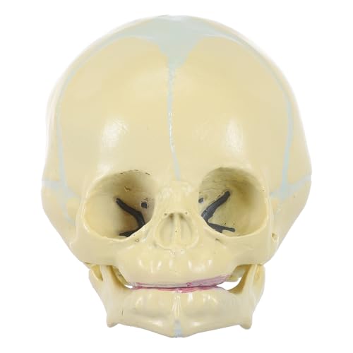 COSMEVIVI Lebensgroßes Fetal Schädel Anatomie Modell Für Lern Und Bildungsdisplay PVC Skull Medizinisches Zubehör Für Anatomische Studien Und Kunstkopien von COSMEVIVI