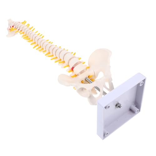 COSMEVIVI 1stk Wirbelsäulenmodell Modell Des Menschlichen Körpers Anatomisches Skelett Lendenwirbelsäule Beckenmodell Steißbein-modell Spinalnervenmodell Ganzkörper-schädelskelett Pvc Weiß von COSMEVIVI