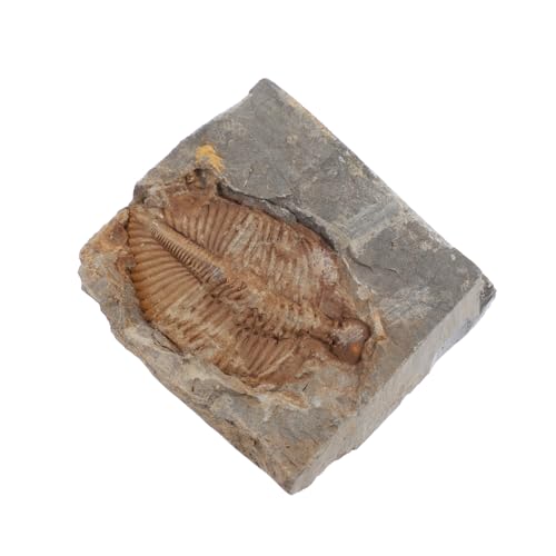 COSMEVIVI Trilobiten- dekorative Trilobit-Skulptur Ausbildung Trilobiten-Skelettmodell -Dekor künstliches Trilobitenskelett schreibtischdeko schreibtisch dekoration Probe Sammlung von COSMEVIVI