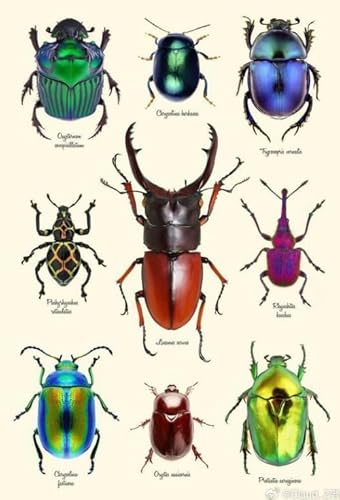 CYQFEZ Puzzle 1000 Teilen Animals Insects Poster Colorful Ability Game Für Die Ganze Familie Erwachsene Fx80Pv von CYQFEZ