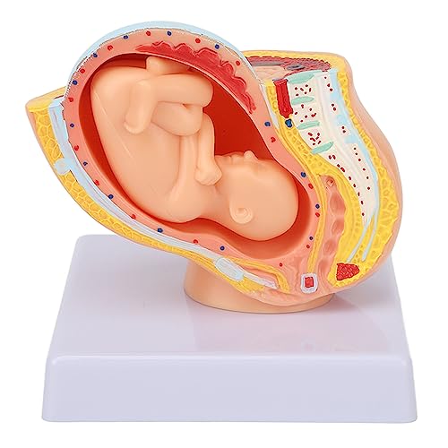 Anatomisches Beckenmodell der Schwangeren Frau, Abnehmbares Schwangerschafts-9-Monats-Baby-Fötusmodell, Lehrmittel für die Weibliche Beckenhöhle mit Vollständigem Fötusmodell von CaCaCook